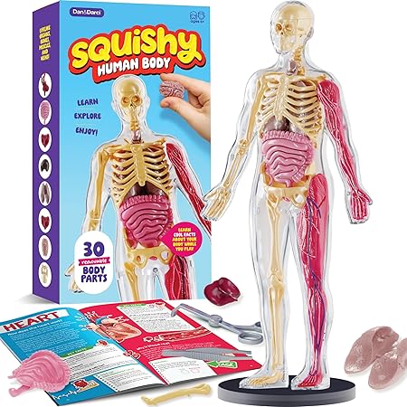 Dan&Darci Human Anatomy Model